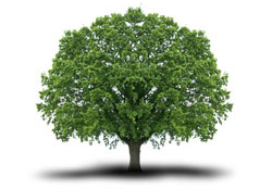 albero